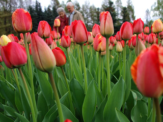 Tulipany i ludzie.