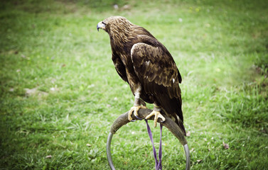Protected Eagle