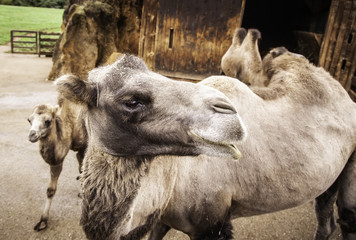 Desert Camel