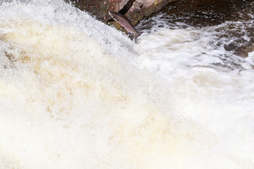 Leaping Atlantic salmon (salmo salar).