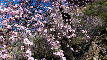 Part of a blossoming almond tree in the mountains, Spain