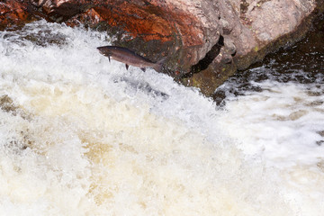 Leaping Atlantic salmon (salmo salar).