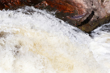 Leaping Atlantic salmon (salmo salar).
