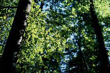 green tree leaves. Looking above the forest. Leaf with sun shining through. Misty blue warm look