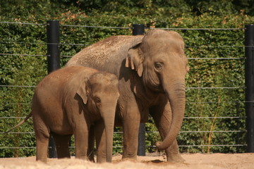 elephant family © Maciej