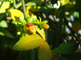 Jasmine flower sprouting in the garden