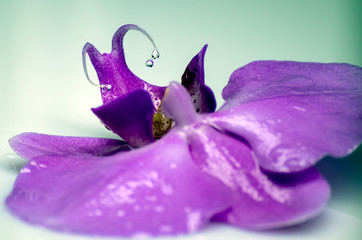 Wet Orchid flower with drops.