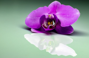 Orchid flower with a reflection.