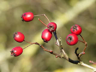 Rote Hagebutten