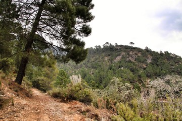 Mountain landscape and path between green vegetation in winter