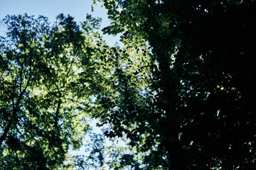 Obraz premium green tree leaves. Looking above the forest. Leaf with sun shining through. Misty blue warm look
