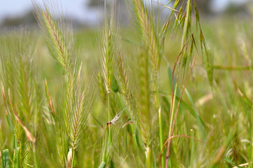 Side view of wheat ears, blur background