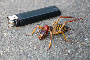 The giant weta is one of the biggest insects on Earth,easily dwarfing most bugs and even some small rodents, New Zealand, South Island
