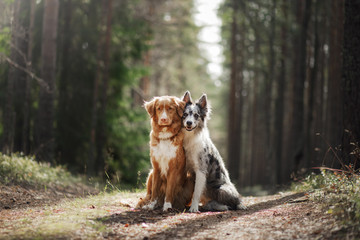 two dogs hugging. pet for a walk in the woods. Toller, Nova Scotia duck tolling Retriever and Border collie - obrazy, fototapety, plakaty