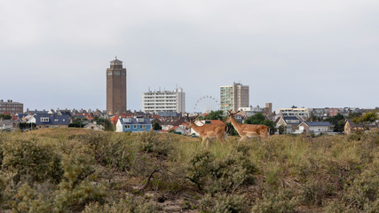 deer walking in grass and beautiful cityscape behind