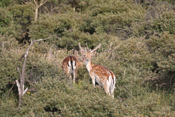 Naklejka premium beautiful spotted fallow deer grazing in natural habitat