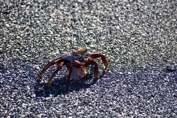 Sally lightfoot crab on the sand