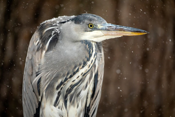 side view of beautiful grey heron in natural habitat
