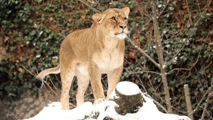 beautiful lioness standing on snow in reserve at winter