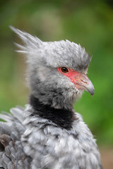 head of beautiful Southern screamer in wildlife, close-up view