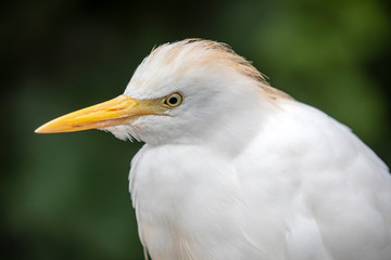 close-up view of beautiful white cattle egret in wildlife