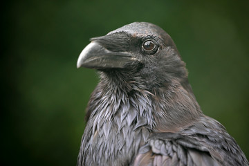 close-up view of beautiful black crow looking at camera outdoors