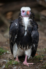 close-up view of beautiful andean condor standing on ground