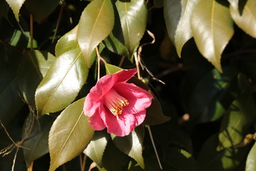fiore1