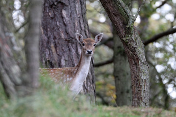 selective focus of beautiful curious deer looking at camera in forest