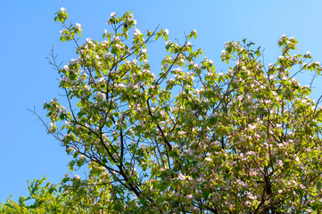 Blooming trees in spring