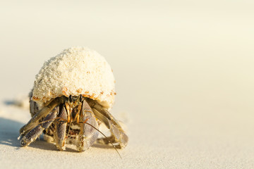 Small hermit crab walking on sand