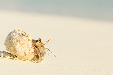 Small hermit crab walking on sand