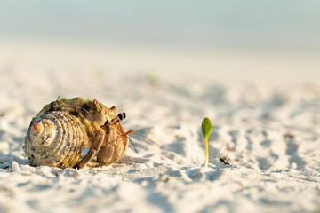 Small hermit crab walking on sand