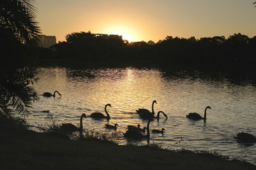 flock of swans in lake at sunset
