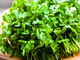 Green coriander plants, cilantro or Chinese parsley, Fresh green coriander vegetable.