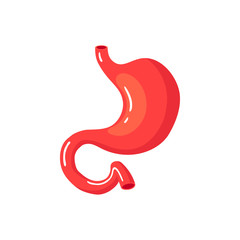 Human stomach in flat style, vector icon