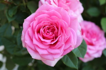 Rosa Rose