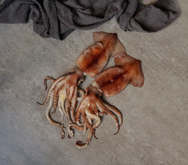 squid fresh raw, top veiw, flat lay, on the grey stone background     