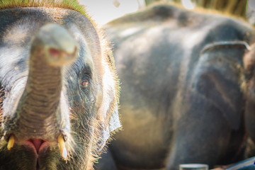 Young elephant is chained and it eye with tears look so pitiful.