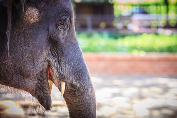 Young elephant is chained and it eye with tears look so pitiful.