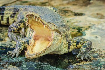 Crocodile open jaws ready to strike