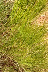 Equisetum Arvense plant texture