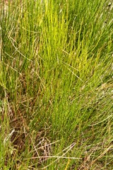 Equisetum Arvense plant texture