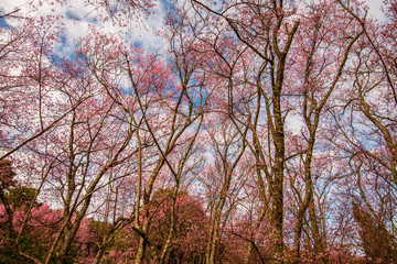 Day of seasonal flowers in full bloom.20