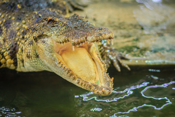 Crocodile open jaws ready to strike