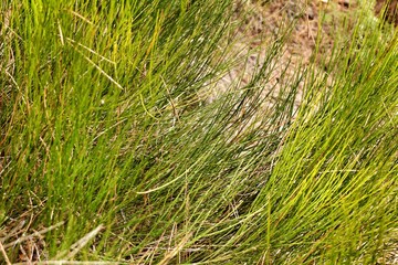 Equisetum Arvense plant texture