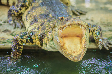 Crocodile open jaws ready to strike