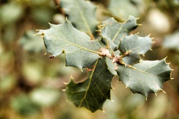 Ilex Aquifolium leaves texture