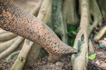 Albino elephant nose sniffing around and searching for food on dusty ground root tree.