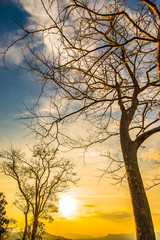 Beautiful tree lighting  10